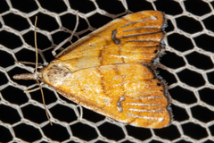 Glaucocharis metallifera