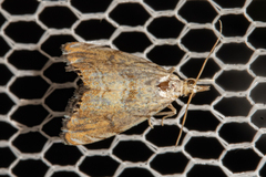 Glaucocharis selenaea