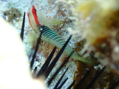 Tigrigobius harveyi