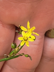 Sisyrinchium micranthum