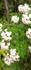 Pimelea gnidia
