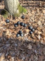 Viburnum acerifolium
