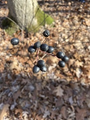 Viburnum acerifolium