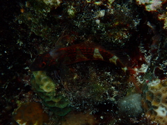 Malacoctenus triangulatus