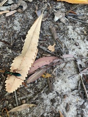 Diamma bicolor