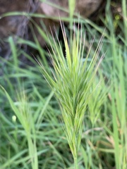 Bromus rubens