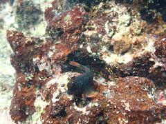 Ophioblennius macclurei