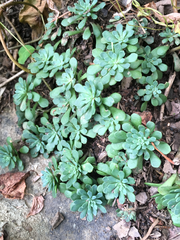 Sedum glaucophyllum
