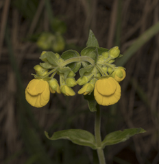 Calceolaria dentata