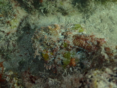 Scorpaena plumieri