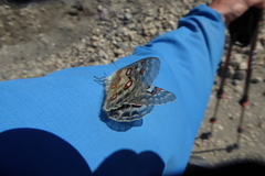 Parnassius phoebus apricatus