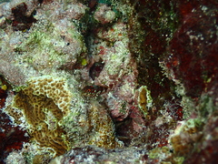 Malacoctenus triangulatus