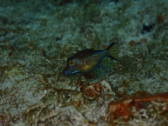 Canthigaster rostrata