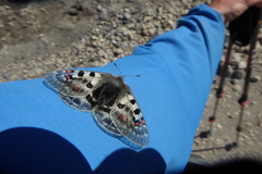 Parnassius phoebus apricatus