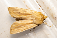 Ichneutica semivittata