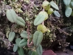 Bulbophyllum pygmaeum