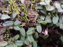 Bulbophyllum pygmaeum