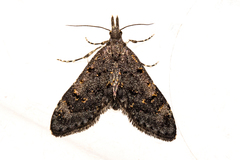 Isonomeutis amauropa