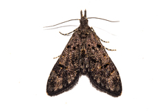 Isonomeutis amauropa