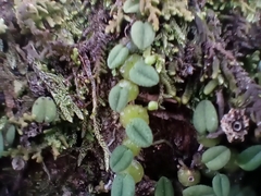 Bulbophyllum pygmaeum