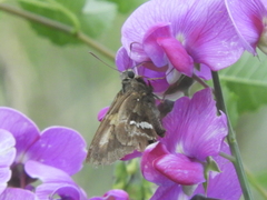 Eudaminae