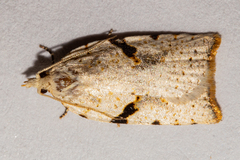 Leucotenes coprosmae