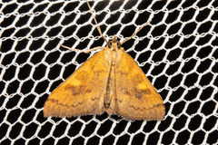 Mnesictena flavidalis