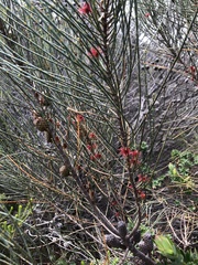 Allocasuarina distyla
