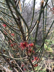 Allocasuarina distyla
