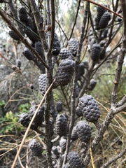 Allocasuarina distyla