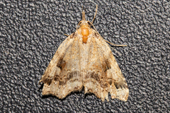 Trigonistis anticlina
