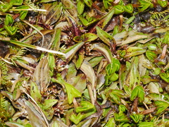 Plantago unibracteata