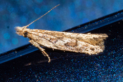 Thamnosara sublitella