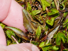 Plantago unibracteata