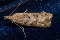 Thamnosara sublitella