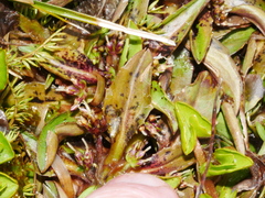 Plantago unibracteata