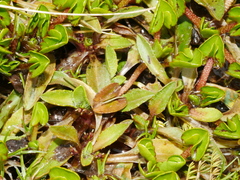Plantago unibracteata