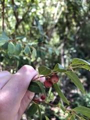 Breynia oblongifolia
