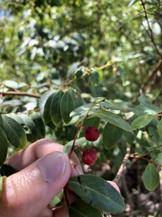 Breynia oblongifolia