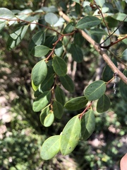 Breynia oblongifolia