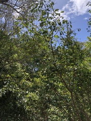 Breynia oblongifolia