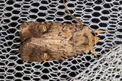 Proteuxoa tetronycha