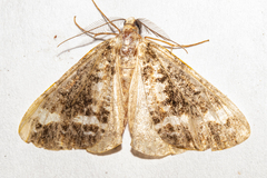 Pseudocoremia leucelaea