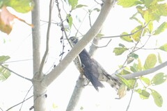 Hierococcyx sparverioides