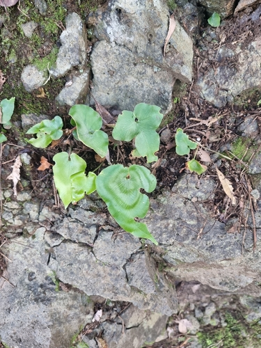 Image of Asplenium hemionitis by (c) Vítor Jorge, some rights reserved (CC BY)
