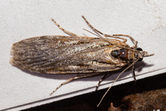 Scoparia indistinctalis