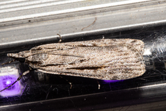 Scoparia indistinctalis