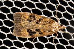 Scoparia ustimacula