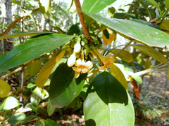 Fagraea gracilipes