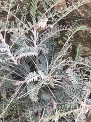 Astragalus trichopodus antisellii